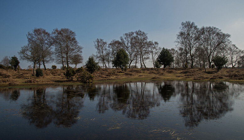 Winter Reflections, Furzley Common 2